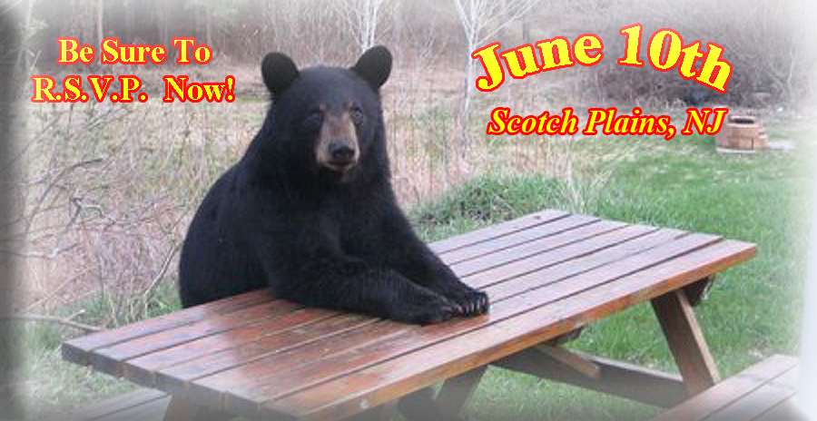 picnic bear